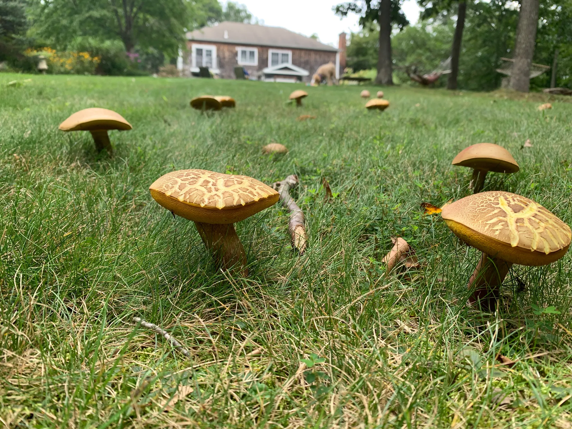 Many mushrooms growing on a lawn
