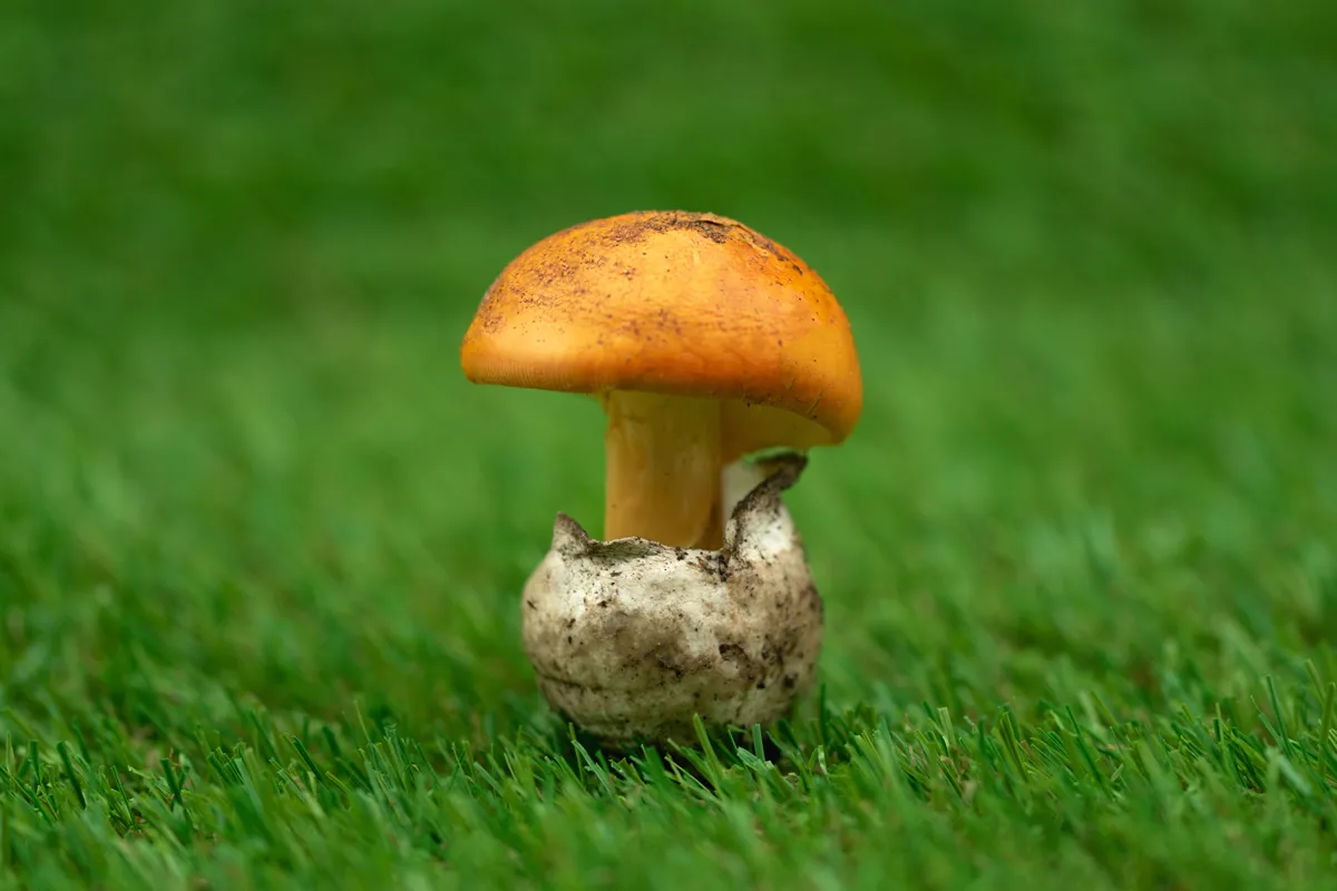 close-up macro shot of a king's egg mushroom on a lawn