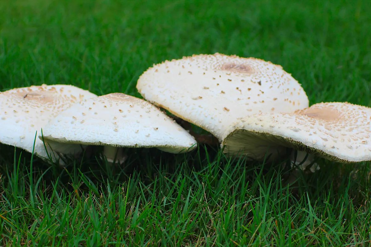 large white mushrooms on a green lawn