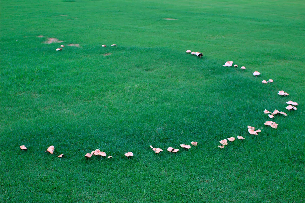 white mushrooms forming a fairy ring on a green lawn