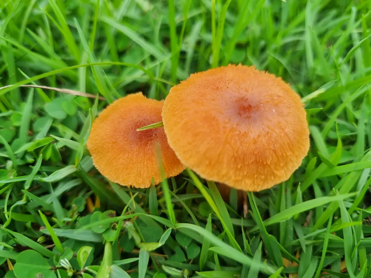 Orange poisonous mushrooms on the bright green lawn