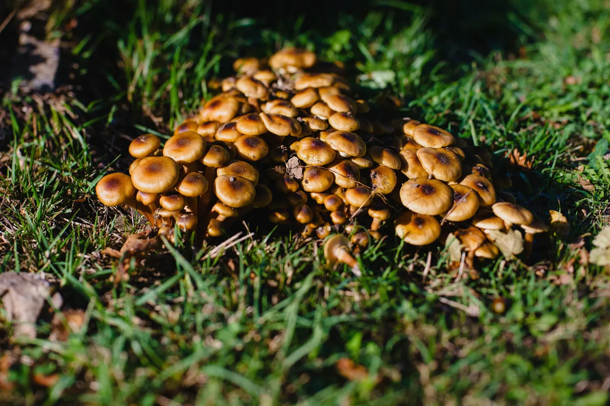 A family of brown mushrooms on a lawn in the forest