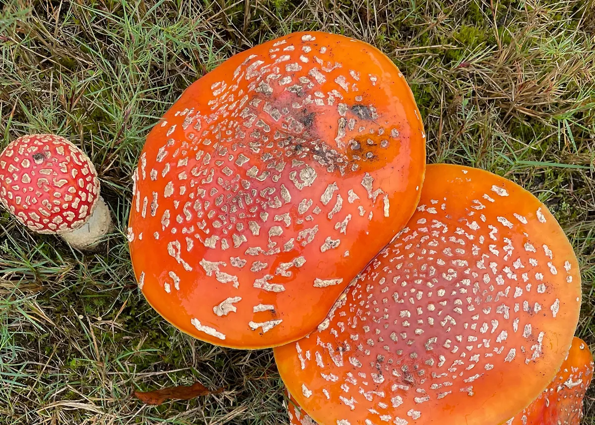 amenity muscaria mushrooms found in the lawn on an autumn day in BC Canada