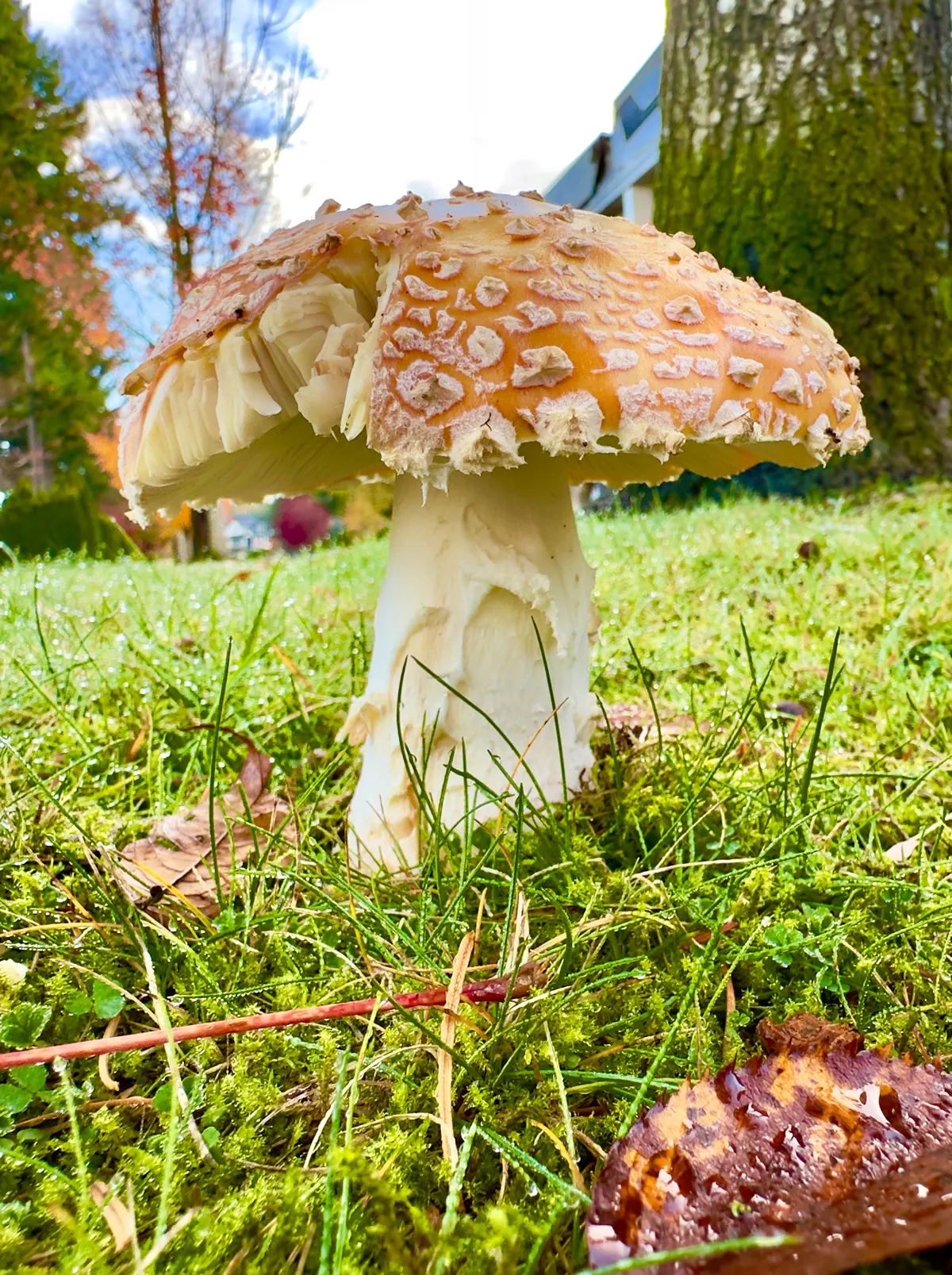 Large mushroom in the grass field