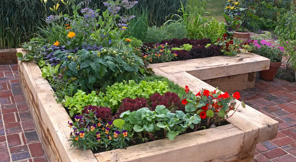 A modern well planned vegetable garden with raised beds and assorted vegetables