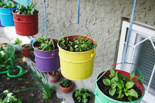 Grown culinary herbs in hanging colored metal buckets. Growing plants in the garden. Hobby, vegetable garden, dacha. Outdoors