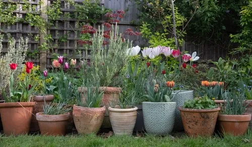 Variety of terracotta flower pots in spring in a suburban garden in Pinner, north west London, with flowers including colourful tulips and lavender.