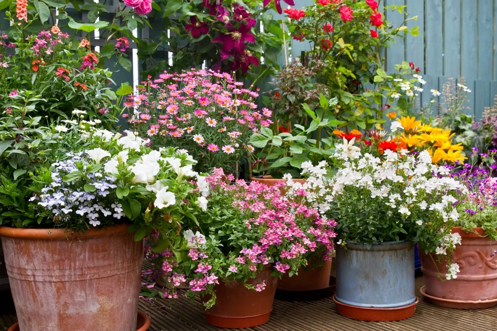 Patio area surrounded by various colourful potted plants. Container gardening ides.