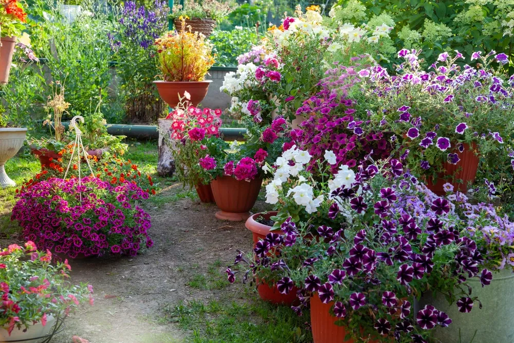 Blooming garden. Flowers in pots in the garden. Petunias, caliber and other flowers in the garden.