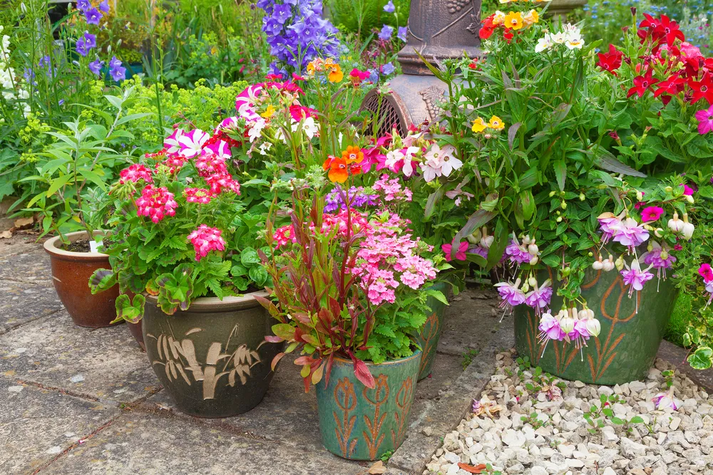 Group of plant containers with colorful summer flowers.