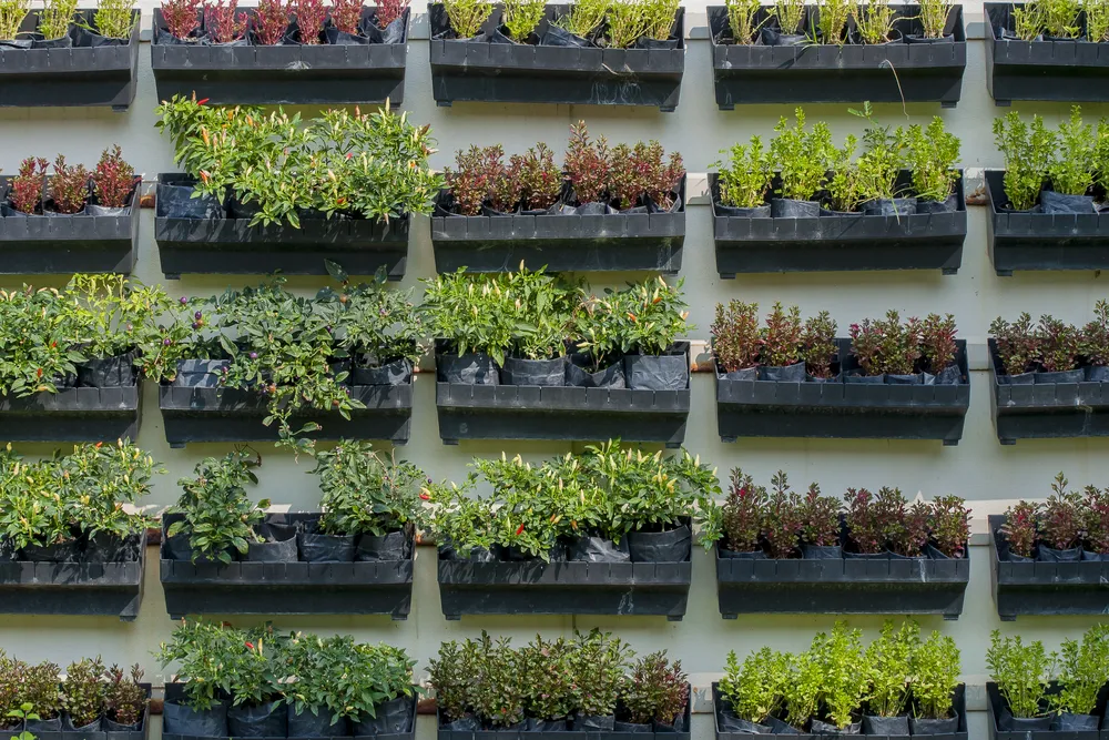 wall of flowerpots