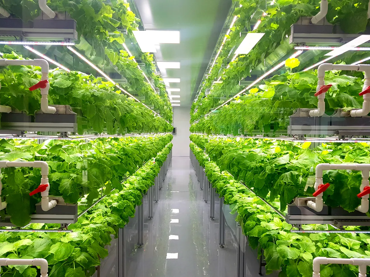 Plant vertical farms producing plant vaccines