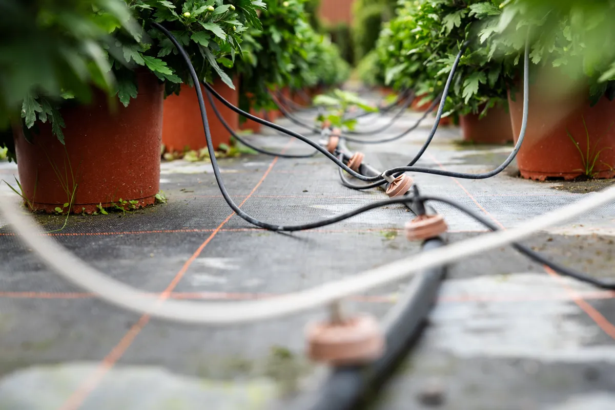 Close up of boxwood bushes and drip irrigation system in a vegetable garden in a horticulture and gardening center - selective focus. Irrigation system in working plant farms