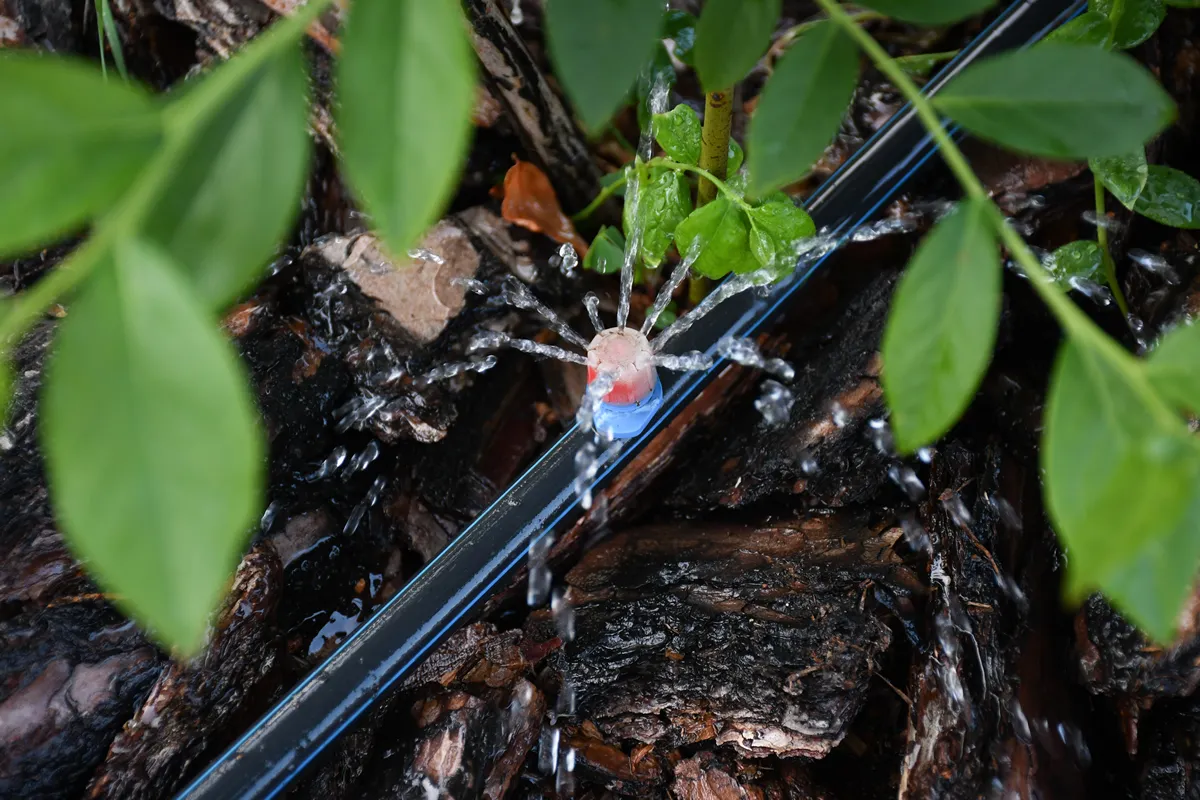 Drip irrigation. The photo shows the irrigation system in a raised bed. Blueberry bushes sprout from the litter against drip irrigation