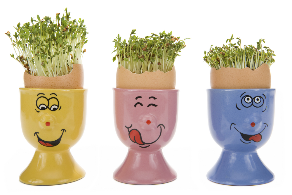 3 Egg Cups, painted with funny faces, containing eggs full of growing cress