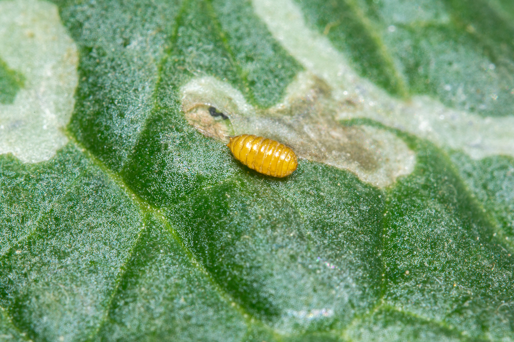 A Pupa of the Leaf Miner, Liriomyza trifoli. The adult fly lays eggs in the leaf. The eggs hatch into larvae which travel through the leaf. They later emerge and pupate in soil or on the leaf'as here.