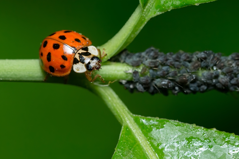 An Asian Lady Beetle is walking on a plant stem approaching a mass of Aphids looking for a meal. Taylor Creek Park, Toronto, Ontario, Canada.