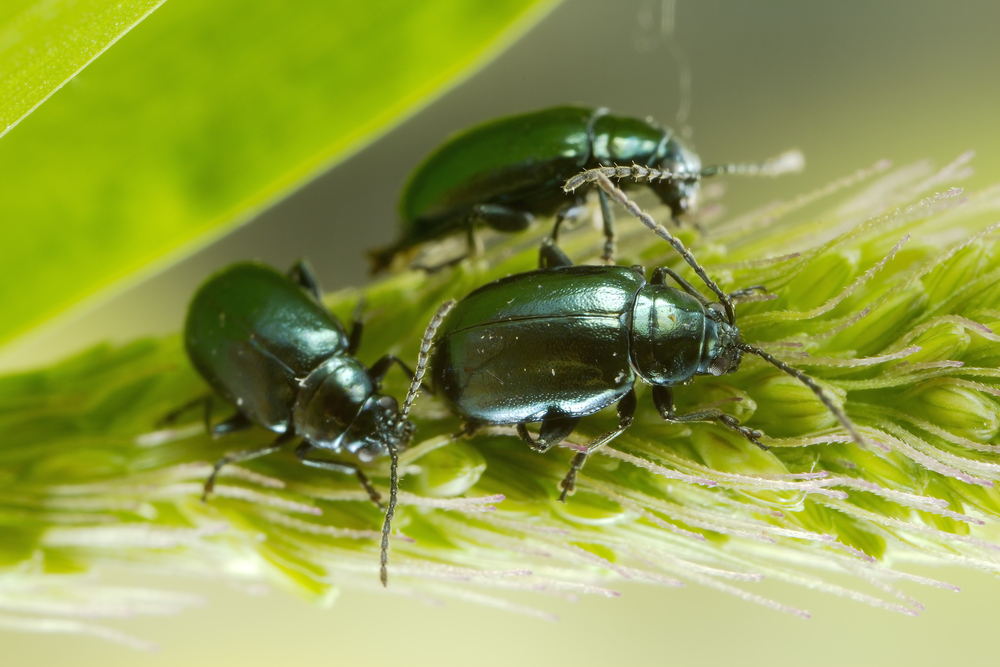 Three Green Flea beetles: they are called flea beetles because when in danger, they jump like fleas.