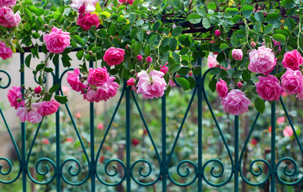 A beautiful climbing pink rose growing up and across a railing fence in the garden.