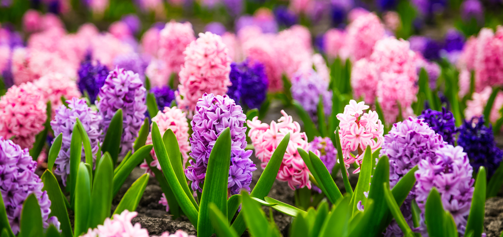 Large flower bed with multi-colored hyacinths, traditional easter flowers, flower background, easter spring background. Close up macro photo, selective focus. Ideal for greeting festive postcard.