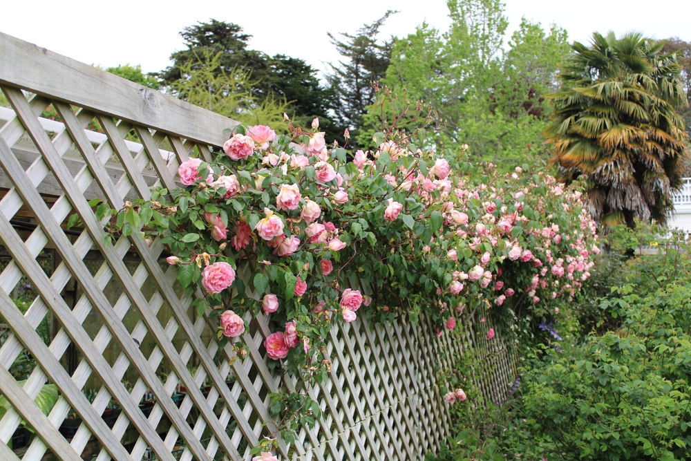A beautiful climbing rose growing on a wooden frame
