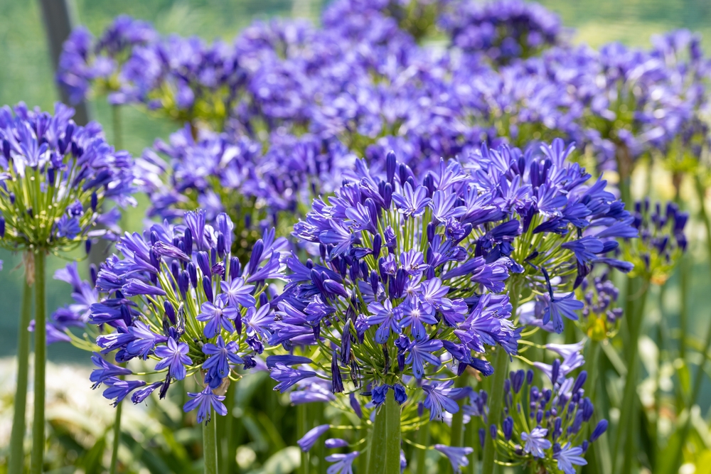 Agapanthus flower. Wild flowers of Agapanthus with purple petals. It's also known as lily of the Nile or African lily. A great many hybrids, and cultivars, have been produced.