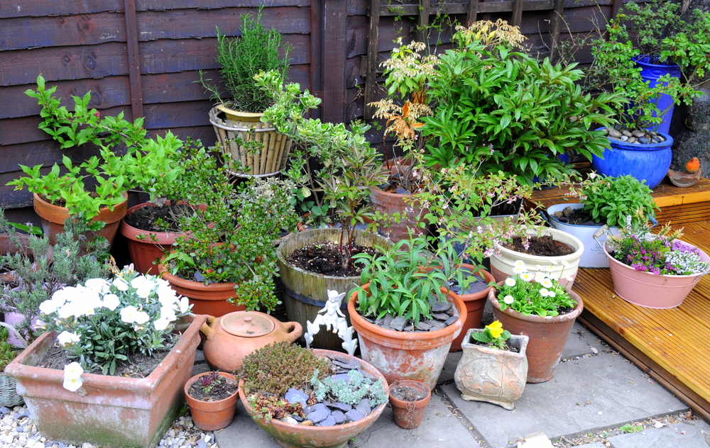 Assorted Containers full of planting ideas