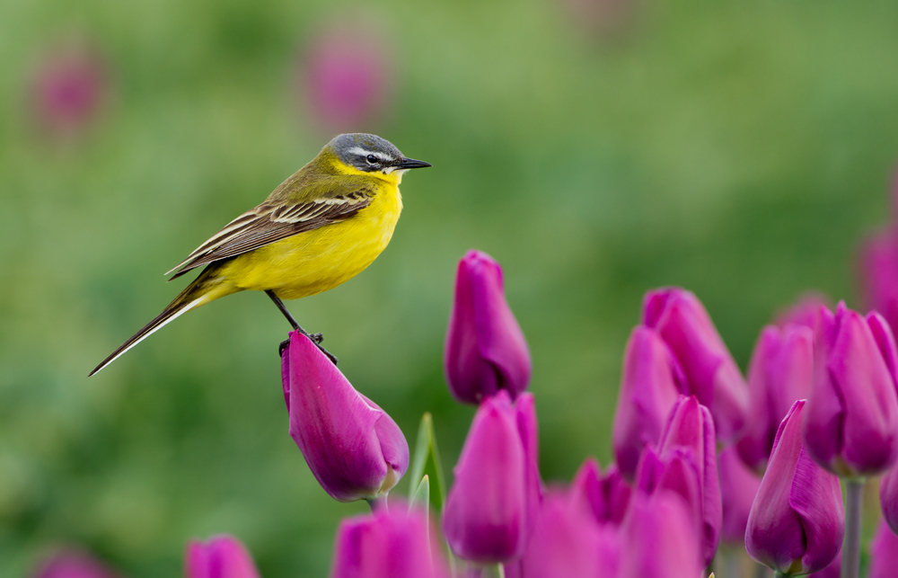 Yellow Wagtail on Dutch tulips