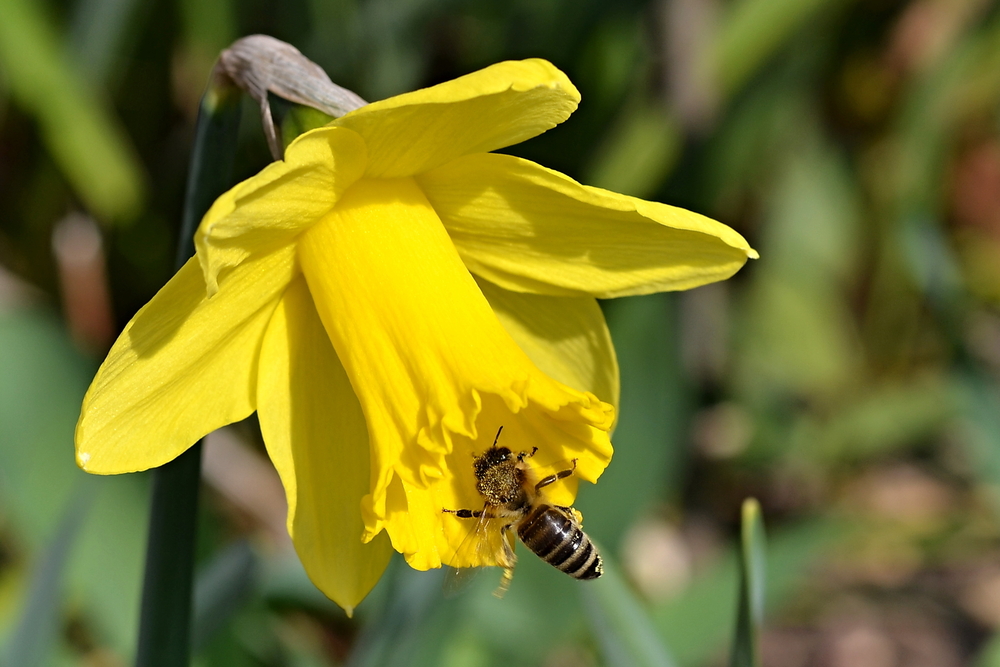 A hardworking bee at a narcissus