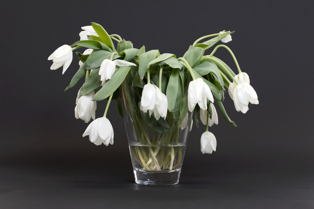A drooping and wilting vase of white tulips