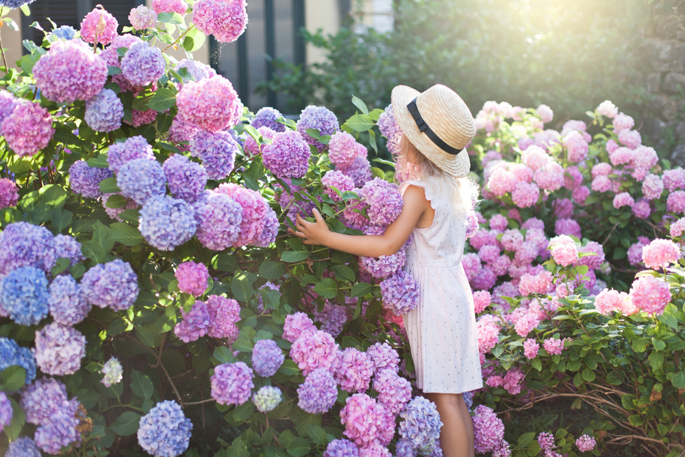 Little girl in bushes of hydrangea flowers in sunset garden. Flowers are pink, blue, lilac and blooming by country house. Kid is in pink dress, straw hat. Romantic concept of childhood, tenderness.