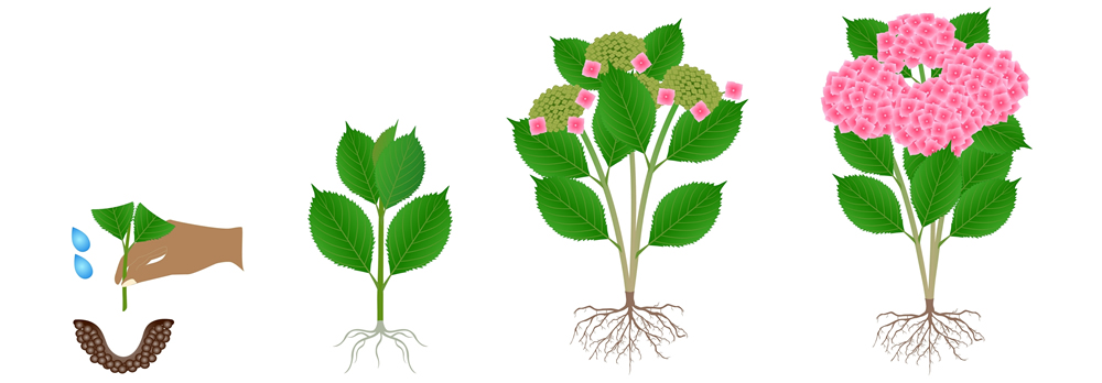Cycle of growth of pink hydrangea isolated on a white background.