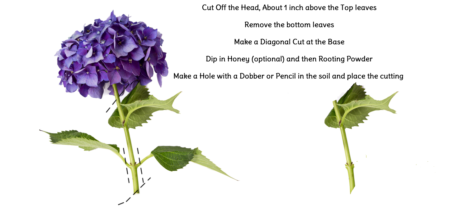 How to make and prepare a Hydrangea Cutting