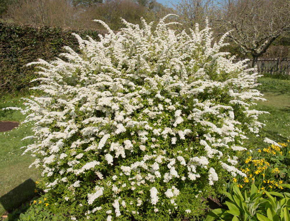 Spring Flowering Spiraea 'Arguta' Shrub (Bridal Wreath) in a Country Cottage Garden in Rural Devon, England, UK