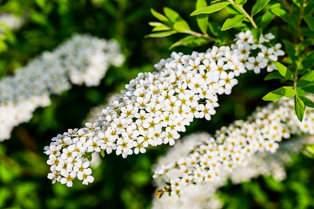 Spiraea cinerea Grefsheim white flower with yellowe pollen are blooming spring season of Europe