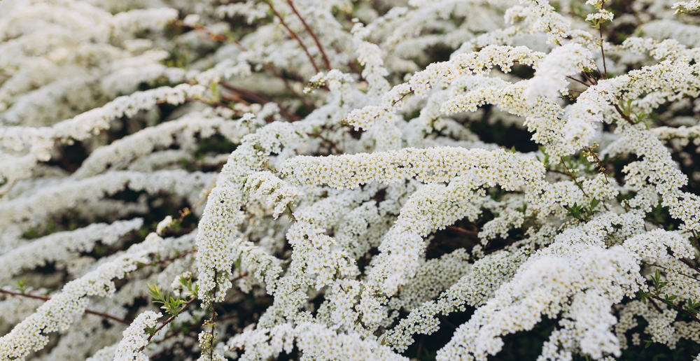 Flowering branches of Spiraea vanhouttei in the spring garden in May, selective focus, copy space. Brides wreath.