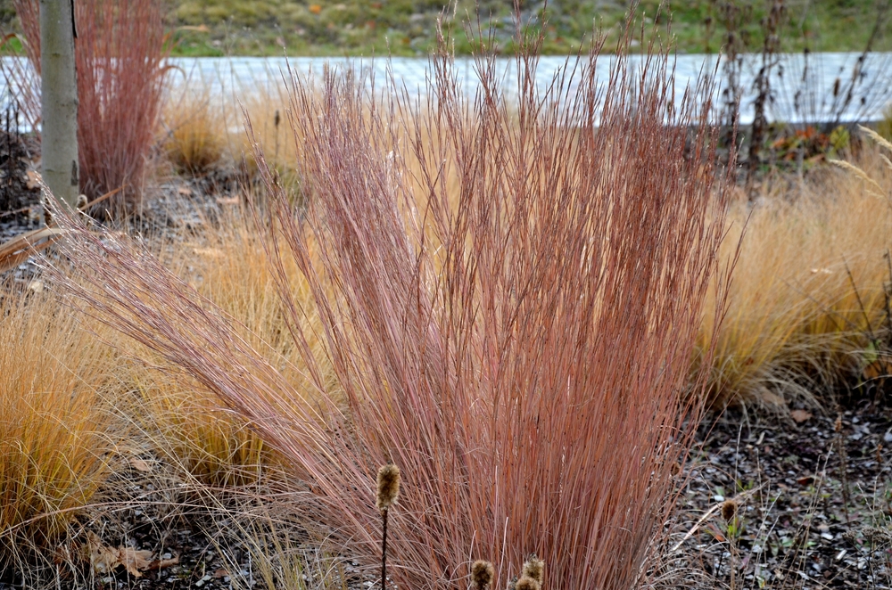 is native to prairies and woods from Maine to Alberta and Idaho, and south to Florida and Arizona. Deer resistant. Native meadows, mass plantings. Low maintenance ornamental grass