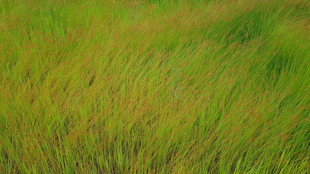 Grass mixed in the paddy fields
