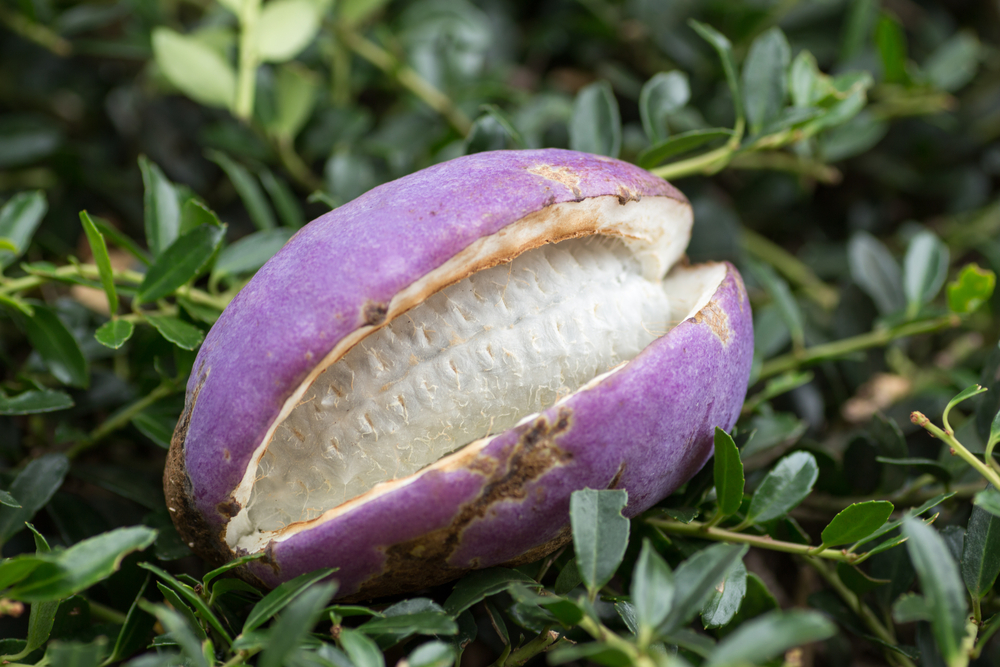 Akebia quinata also known as an Akebi.