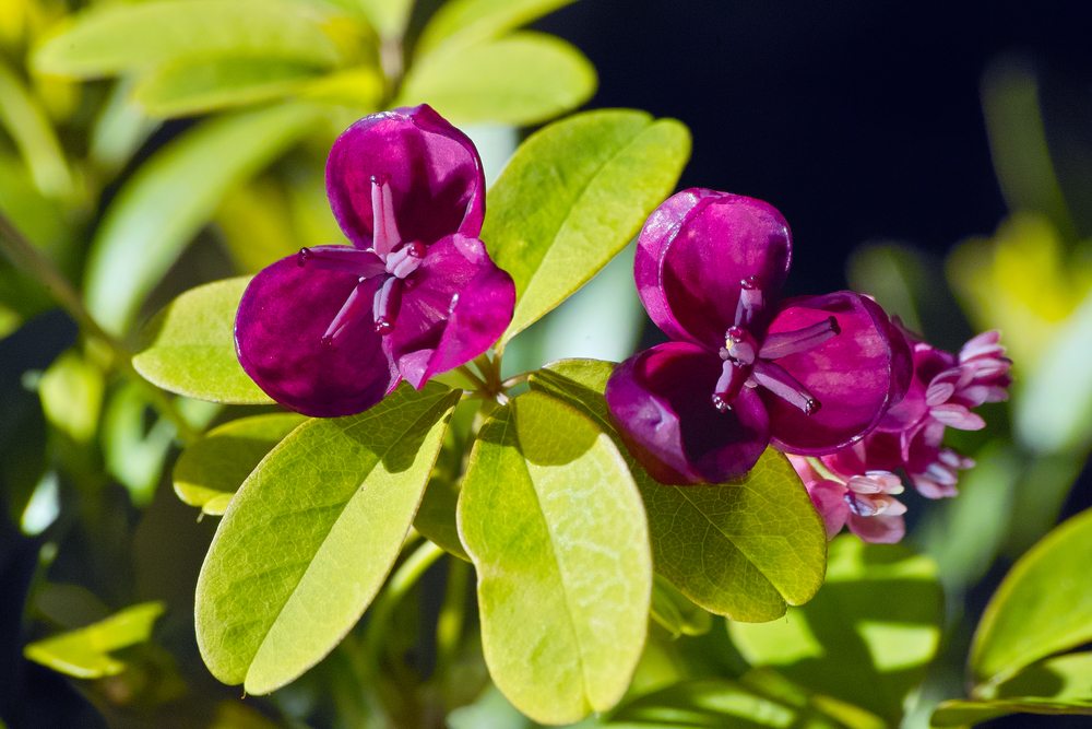 Violet flowers of a climbing Chocolate Vine also named Fiveleaf Akebia (Akebia quinata)