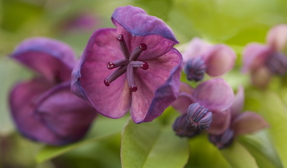 Akebia quinata flowers close-up