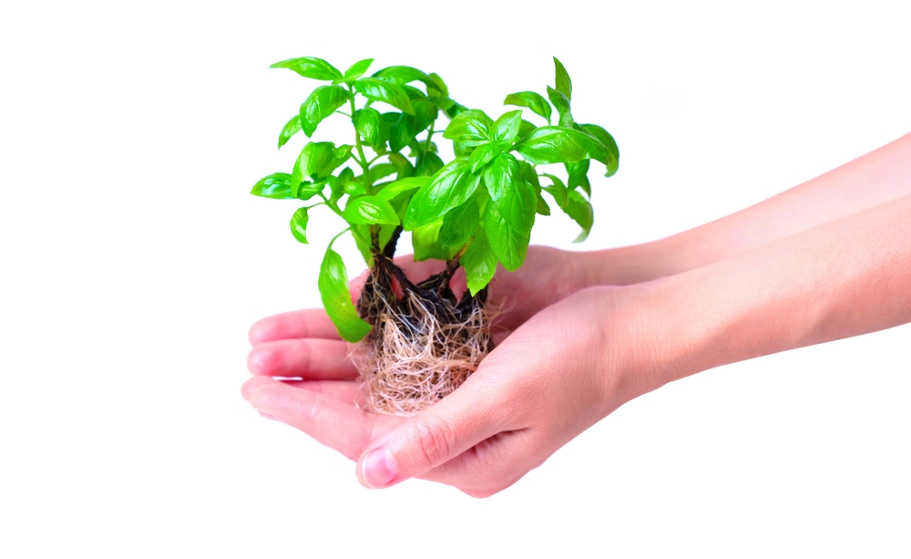 Cupped hands holding a cluster of young basil shoots with a robust root system, set against a clean white background.
