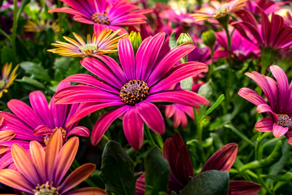 Flowers of pink garden African daisies close up on a blurred background.