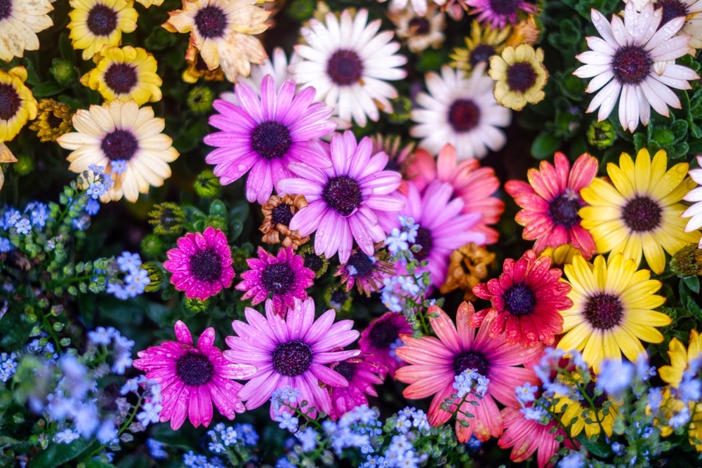 Colorful blossoms of African daisy, cape daisy, osteospermum, daisy bushes blooming