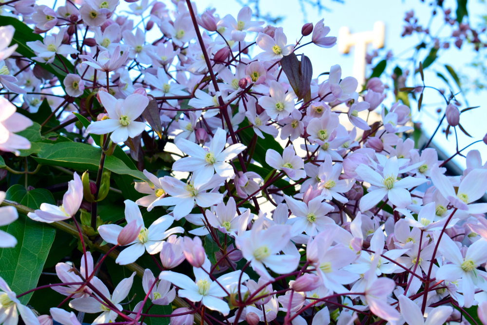 Clematis armandii 'Apple blossom', pink flowers, green leaves and nature background, chlorophyll with sunshine, good weather at spring or summer season.