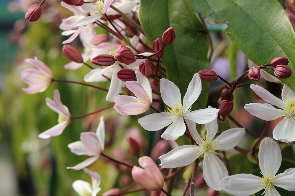 Clematis armando apple blossom with delicate white and pink flowers