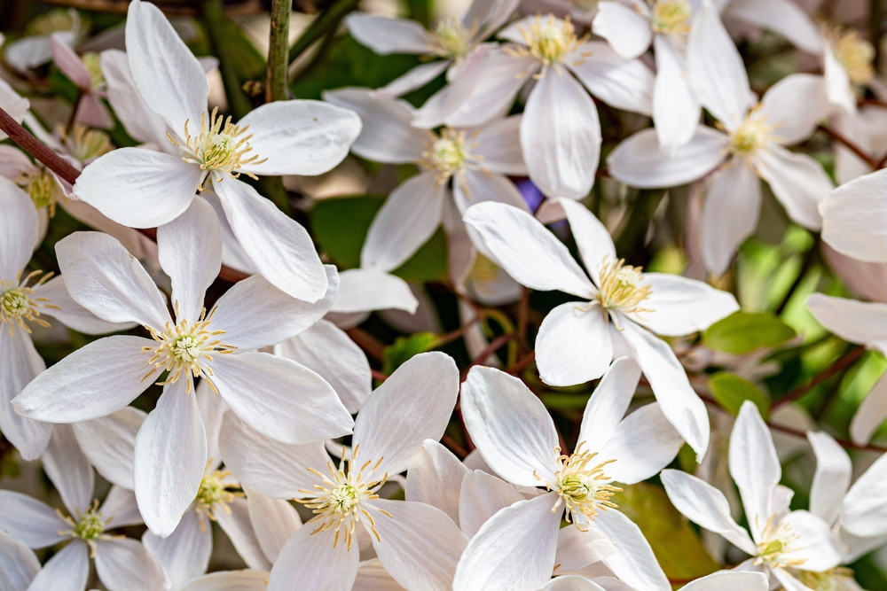 Beautiful white montana clematis apple blossom in the garden.
