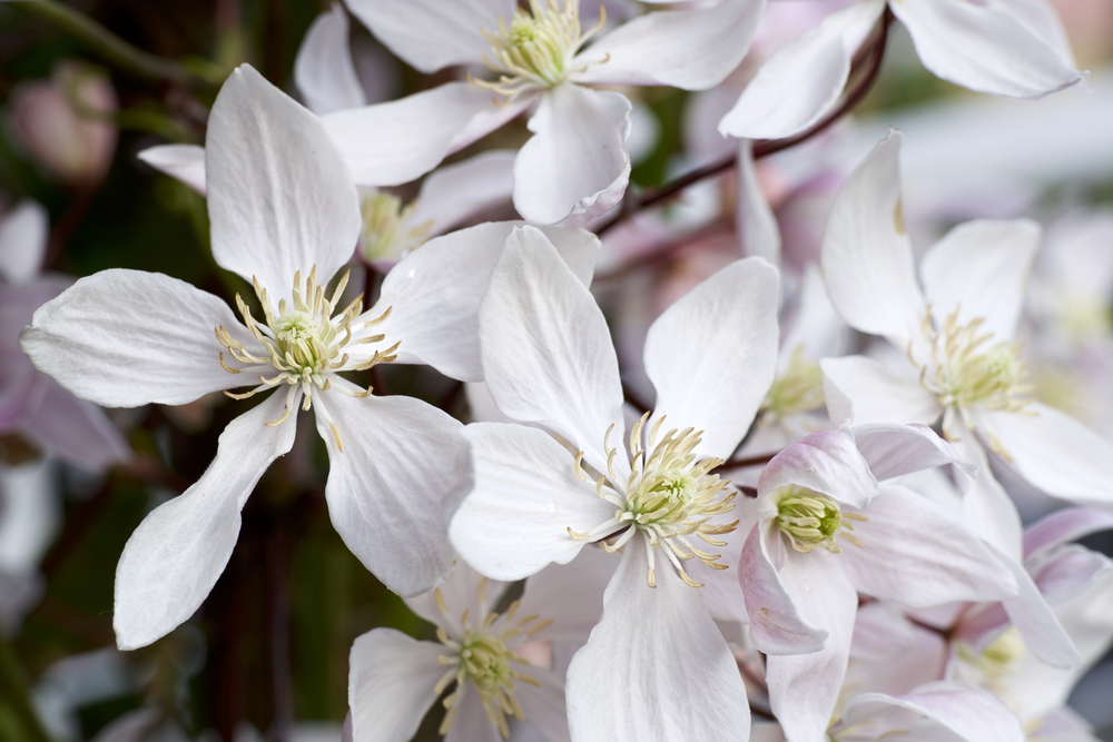 White clematis blooming in spring