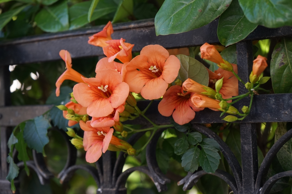 Campsis blooms with orange flowers in August. Campsis, trumpet creeper or trumpet vine, is a genus of flowering plants in the family Bignoniaceae. Rhodes Island, Greece
