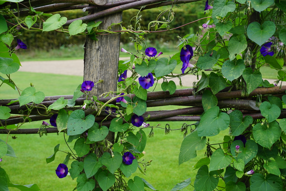Morning glory vines to climb up a trellis, fence or arch